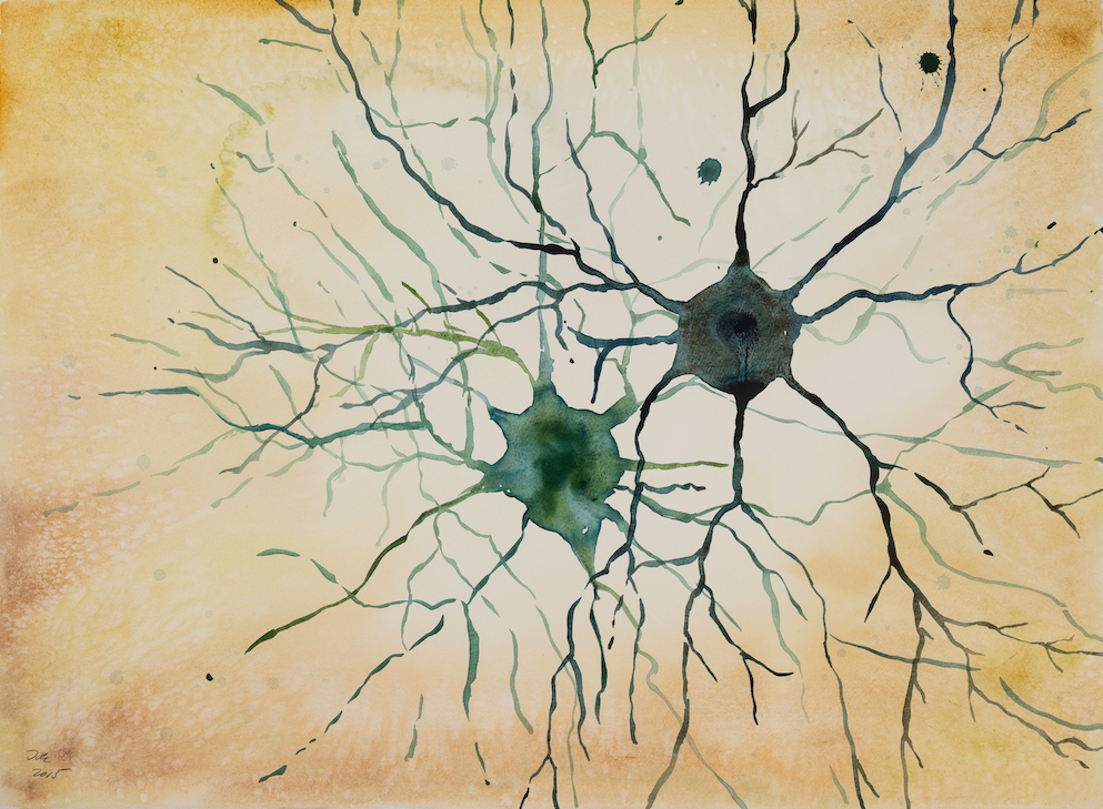 Dopaminergic neurons - BioLamina