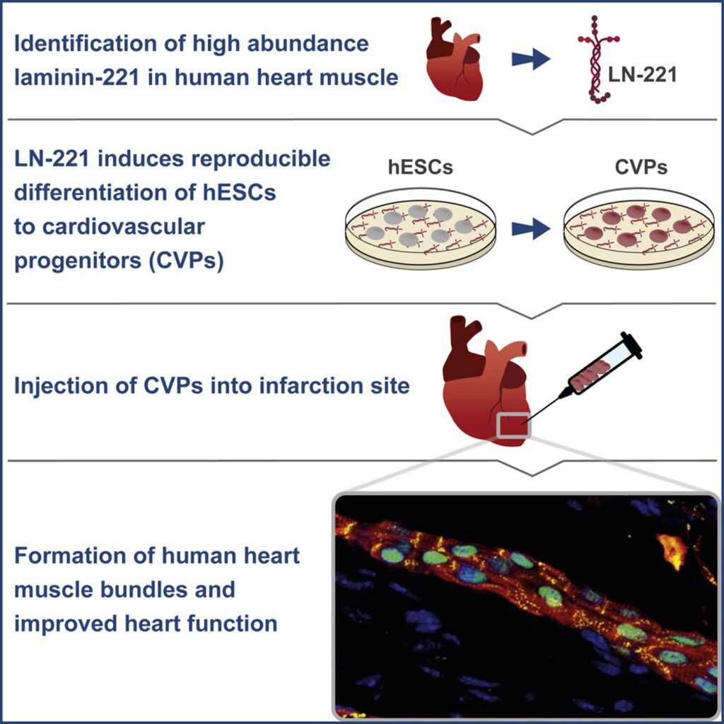 Schematic presentation of the Generation of Post-infarct Human Cardiac Muscle by Laminin-Promoted Cardiovascular Progenitors. Yap et al. 2019 Cell Reports