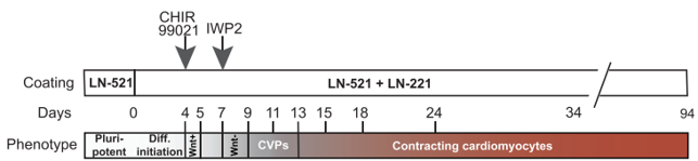 Schematic of the cardiomyocyte differentiation protocol reported in the publication by Lynn Yap et al. in Cell Reports in 2019.