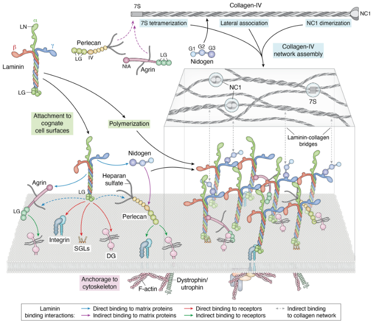 Basement membrane assembly through polymerizing laminin (Yurchenko and Kulczyk 2024, Fig.4).