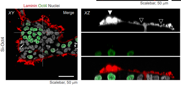 Oct4 affects laminin assembly during in vitro embryogenesis. Confocal images showing orthogonal planes of control- and Oct4-depleted embryoids in the experimental settings described in the publication by Rosner and Hengstschläger, 2024 Development Cell.